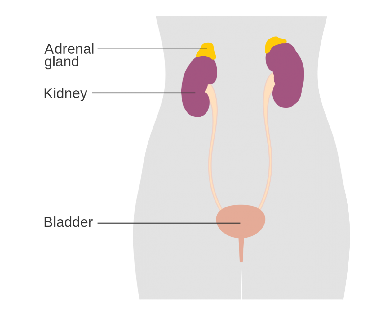 overactive adrenal system